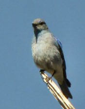 Mountain Bluebird