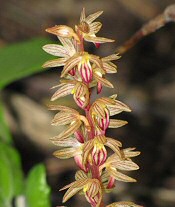 Striped Coralroot Orchid