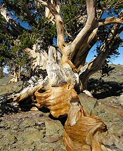 Bristlecone Pine, White Mts.