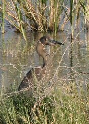 Reddish Egret