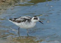 Red-necked Phalarope