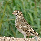 Vesper Sparrow