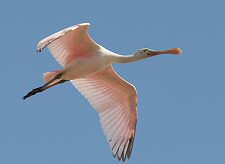 Roseate Spoonbill