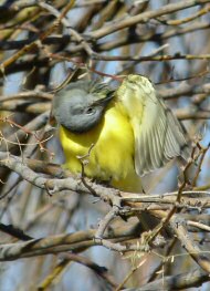 Couch's Kingbird