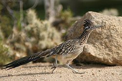 greater roadrunner