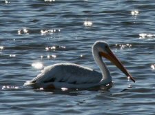 American White Pelican