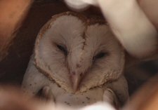 Barn Owl