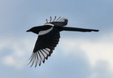 Black-billed Magpie