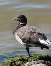 Brant as Salton Sea