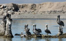 Brown Pelican