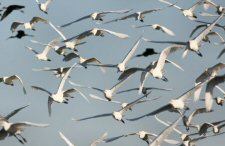 Cattle Egrets