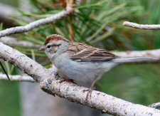 Chipping Sparrow