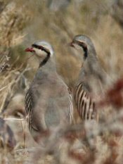 chukar