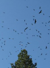 Turkey Vultures