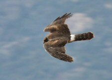 Northern Harrier