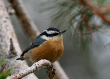 Red-breasted Nuthatch