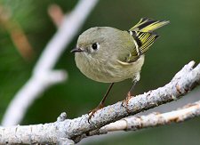 Ruby-crowned Kinglet