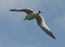 Sabine's Gull