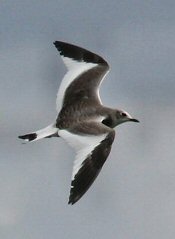 Sabine's Gull