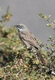 Sage Sparrow