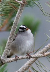 white-crowned sparrow