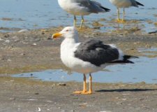 Yellow-footed Gull at Salton Sea