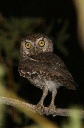 elf owl