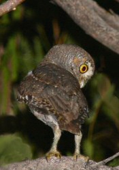 elf owl