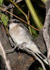 loggerhead shrike