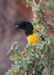 scott's oriole