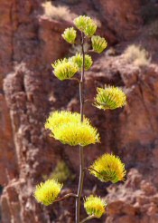 agave