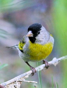 Lawrence's Goldfinch