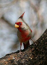 pyrrhuloxia