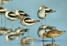 avocets