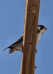 peregrine falcon