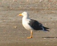 yellow-footed gull