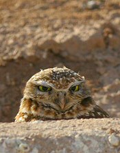 burrowing owl