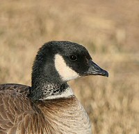 cackling goose