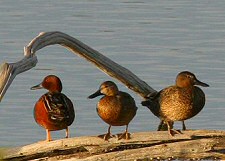 cinnamon teal