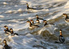 eared grebe