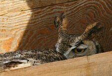 great horned owl