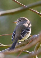 gray flycatcher