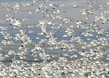 gull flock