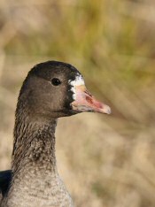 greater white-fronted goose