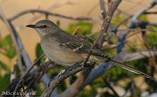 northern mockingbird