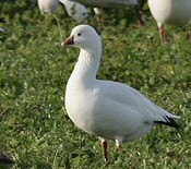 ross's goose