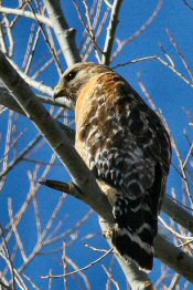 red-shouldered hawk