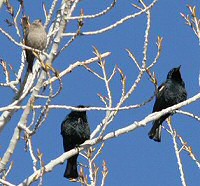 tricolored blackbird