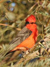 vermilion flycatcher