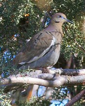 white-winged dove